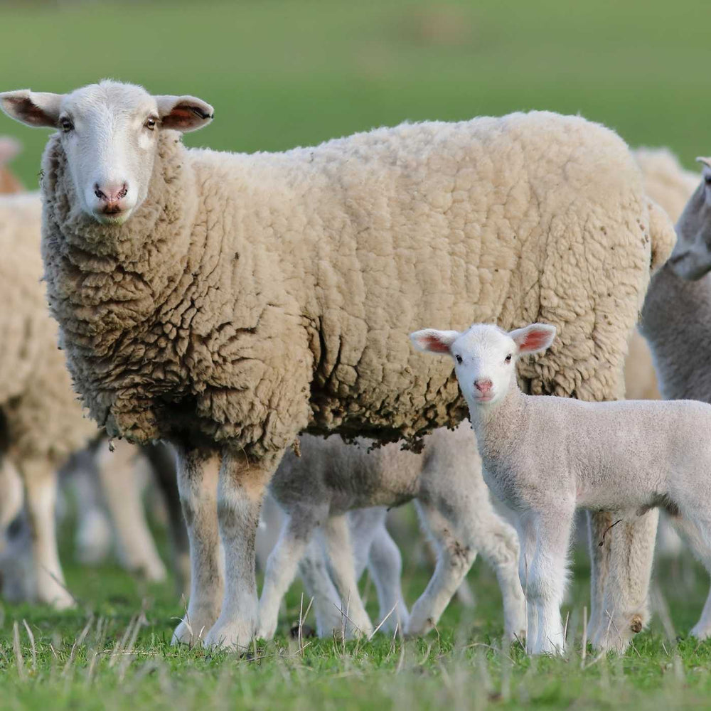 Cruelty Free Wool - Make Better Choices