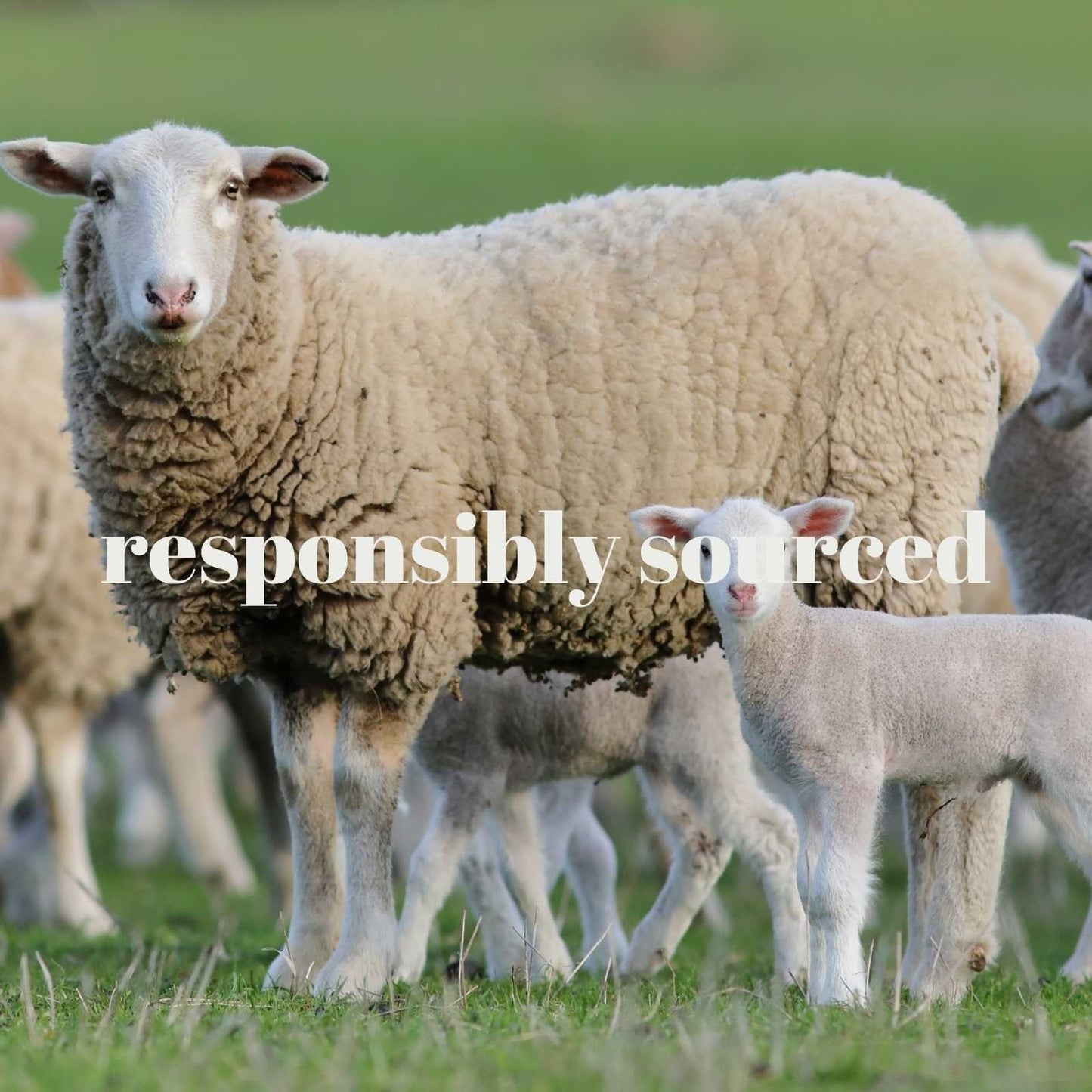 Woolly sheep in a field representing responsible sourcing.