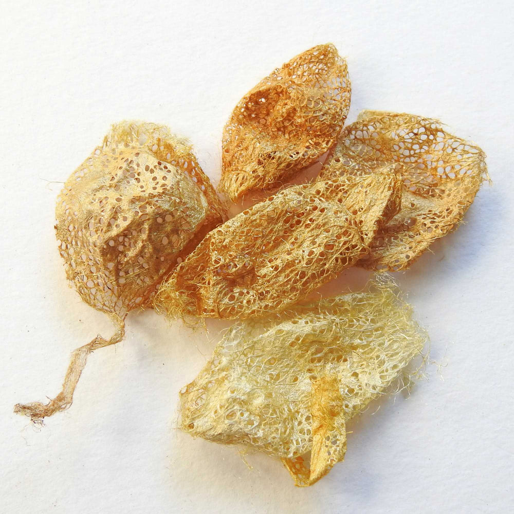
                  
                    Wild silkworm cocoons for embellishments jewellery craft felting spinning. Cricula Silk Cocoons. Naturally golden cocoons. Golden cocoons. habu textiles cricula cocoons
                  
                
