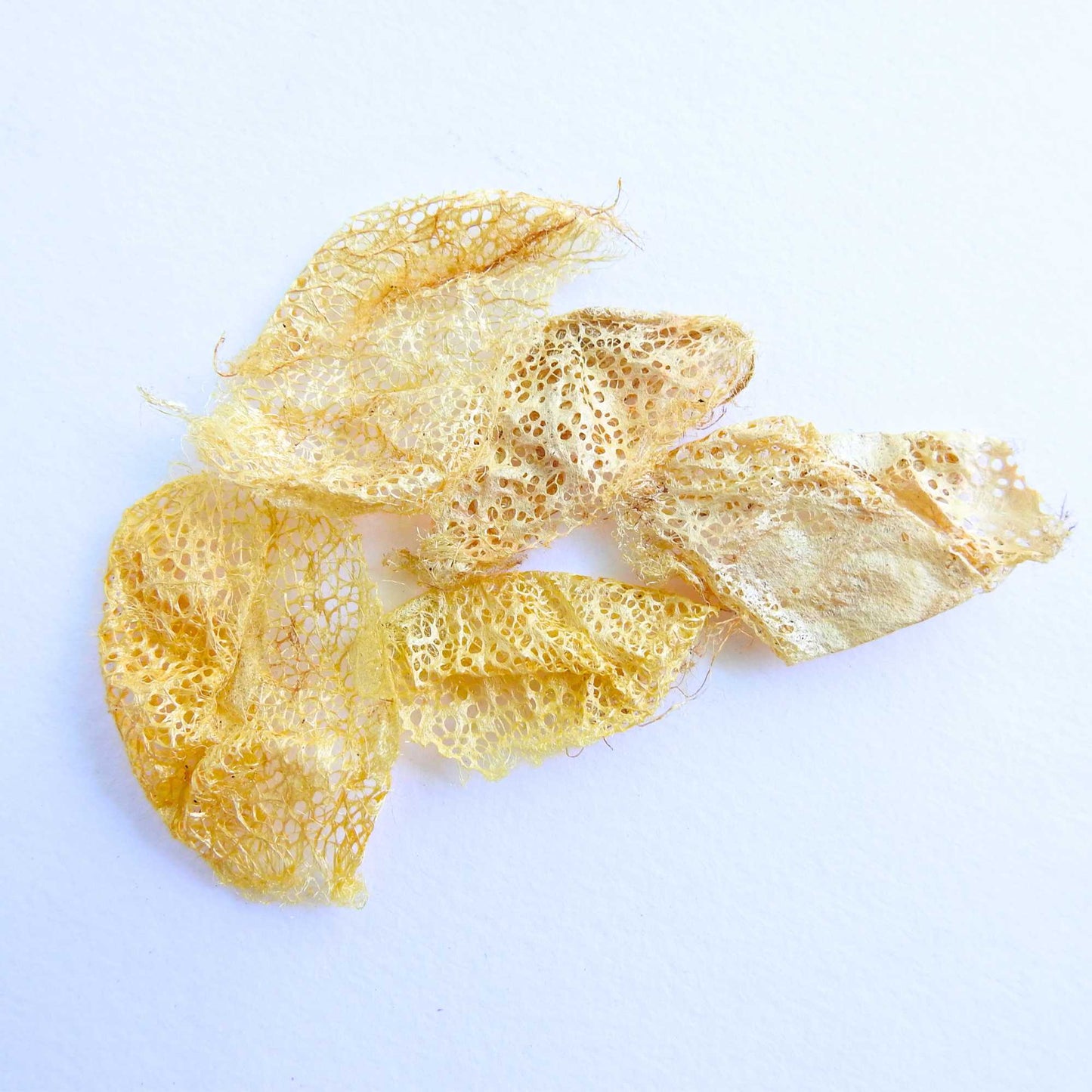 Wild silkworm cocoons for embellishments jewellery craft felting spinning. Golden cocoons. habu textiles cricula cocoons